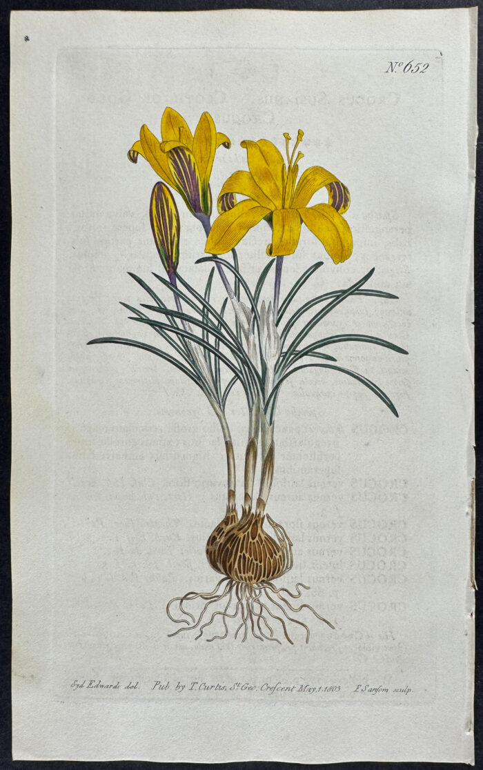 Cloth of Gold Crocus