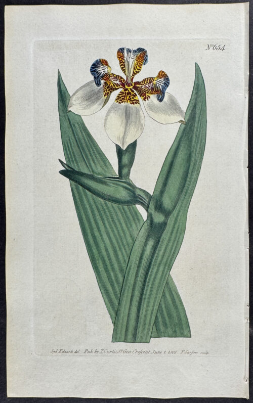 Broad-stemmed Marica