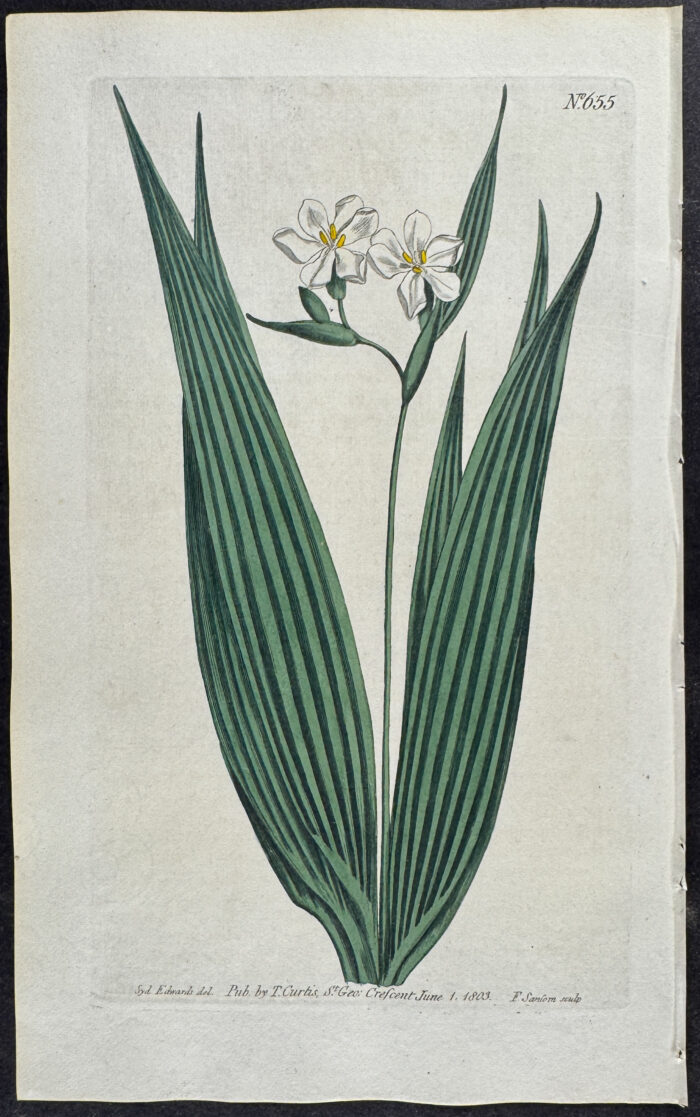Small-Flowered Marica