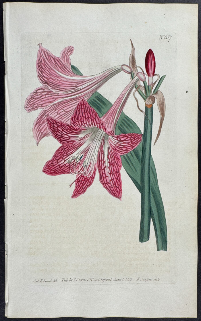 Netted-veined Amaryllis