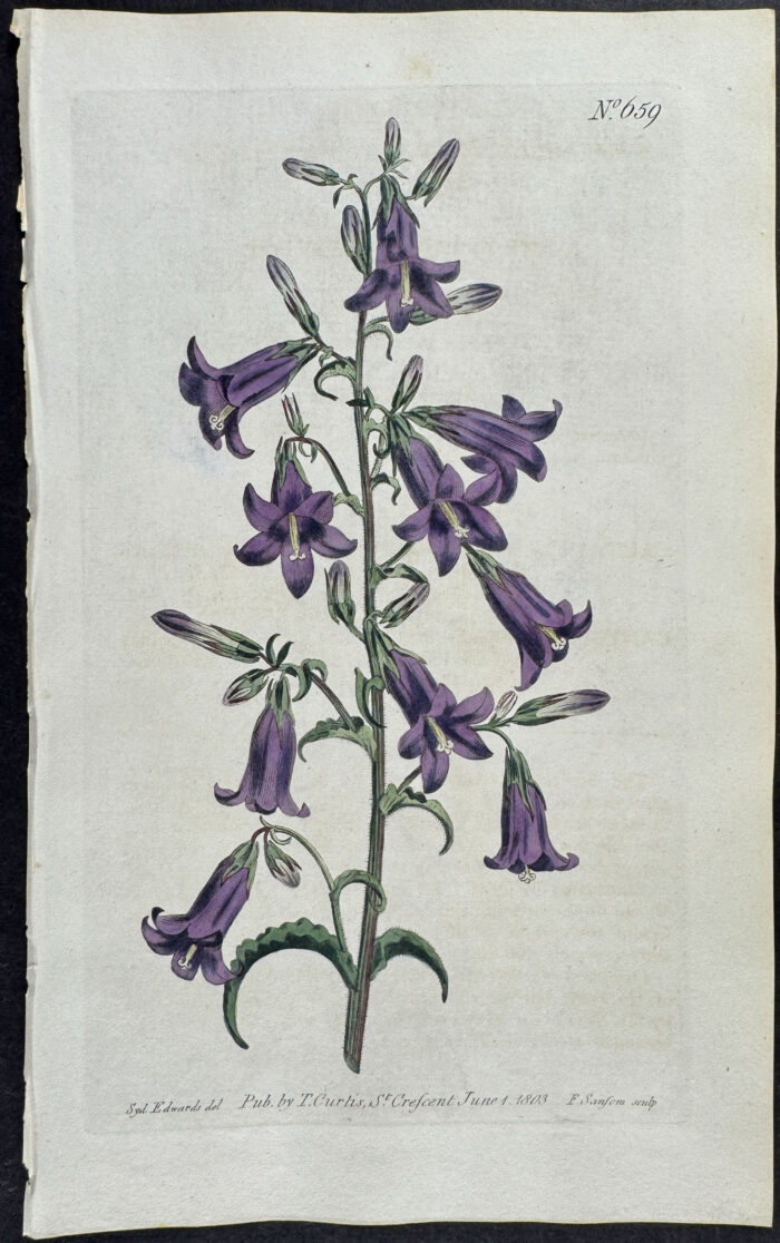 Siberian Bell-Flower