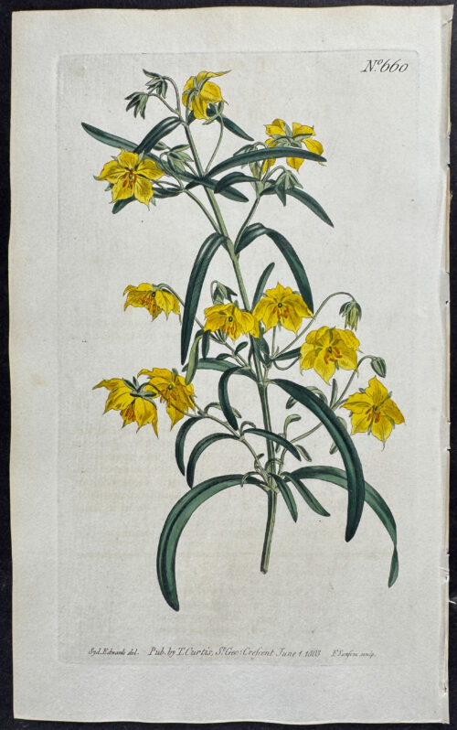 Four-Flowered Loose-strife