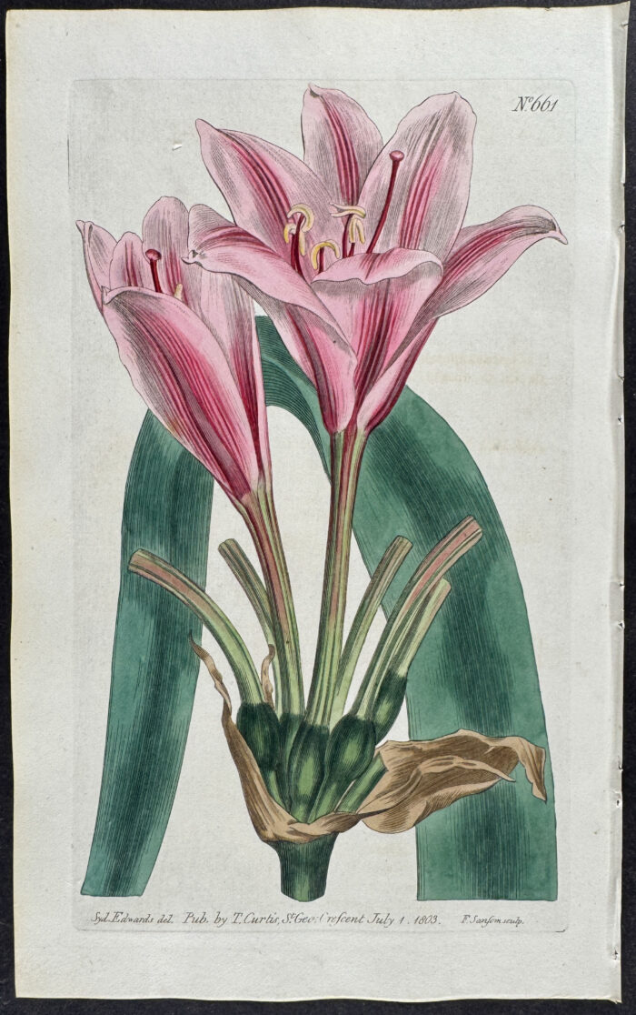 Long-leaved Amaryllis