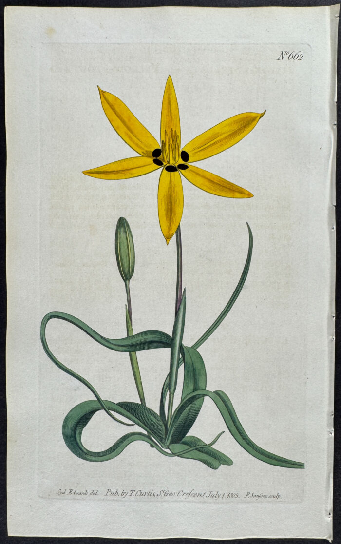 Yellow-flowered Star-hypoxis