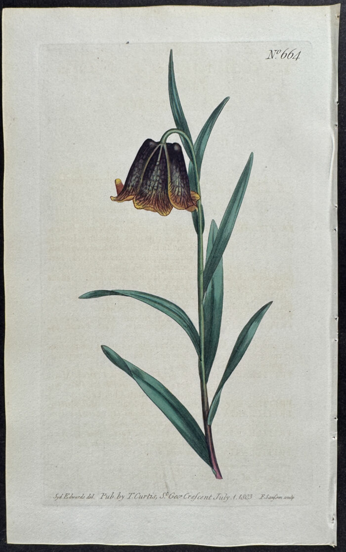 Pyrenean Fritillary