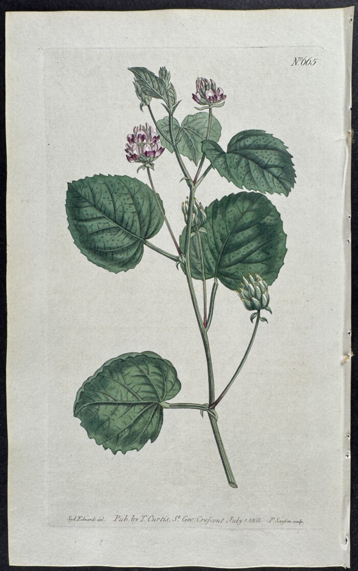 Hazel-leaved Posralea