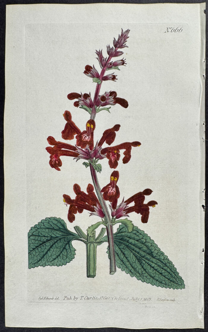 Scarlet Stachys