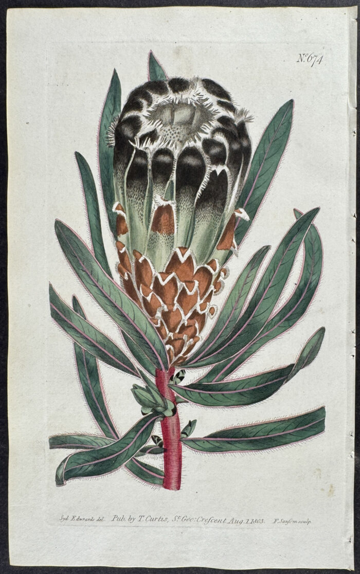 Black-flowered Protea
