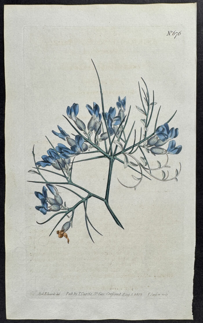 Prickly Anthyllis