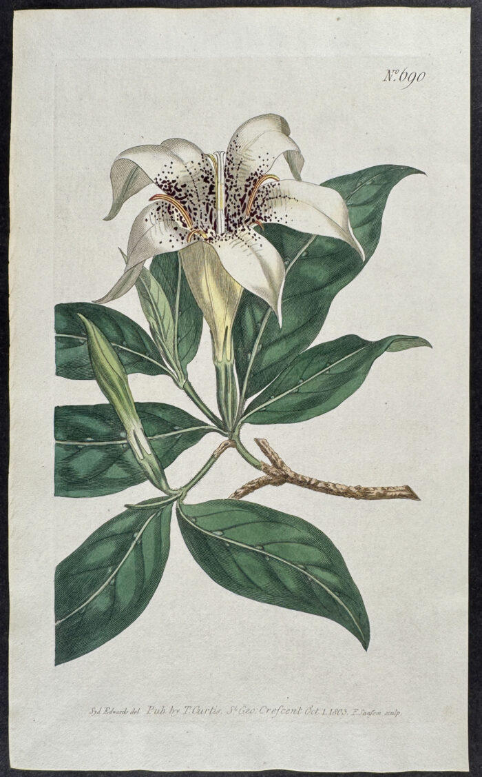 Spotted-Flowered Gardenia