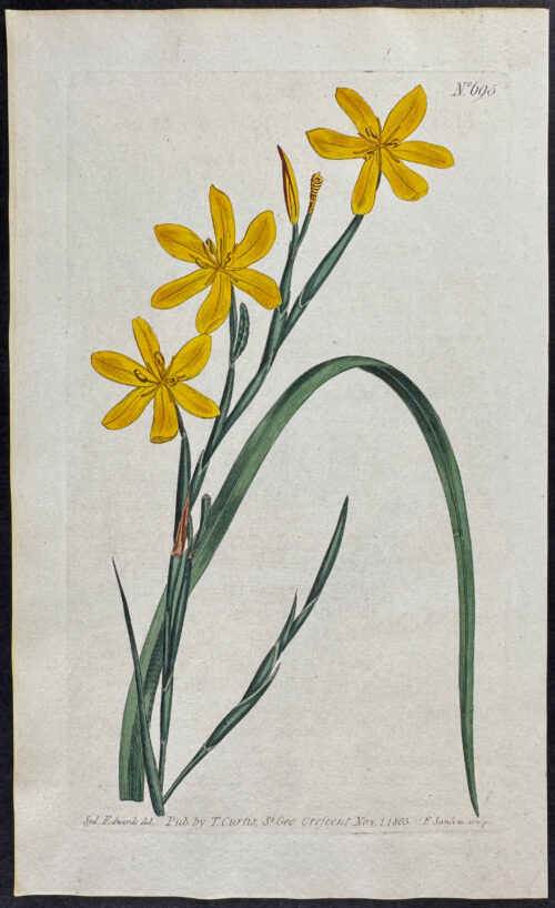 Flexuose Moraea