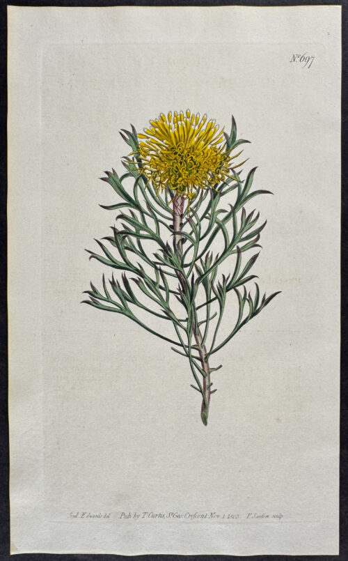 Fork-leaved Protea