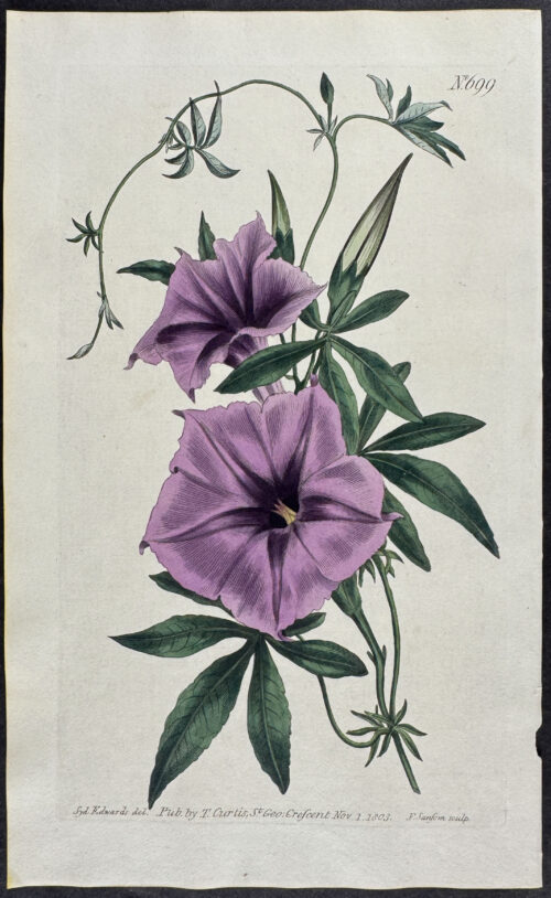 Egyptian Bindweed