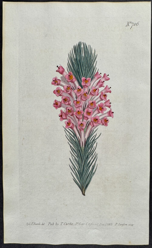 Flrsh-coloured Long-leaved Heath