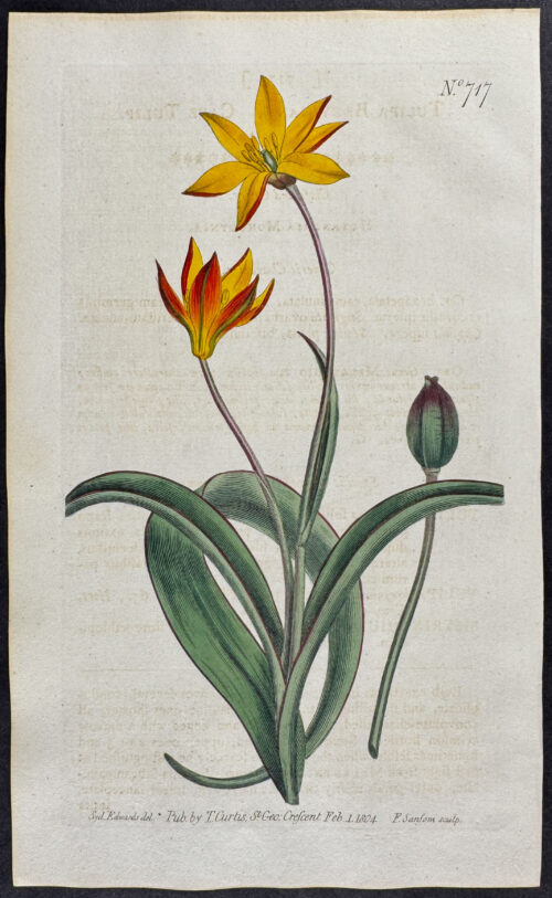 Cape Tulip