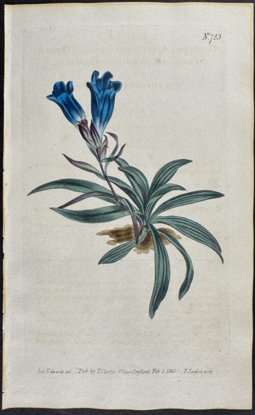 Dwarf Porcelain-flowered Gentian