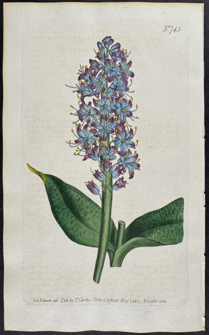 Purple-Blue Lachenalia