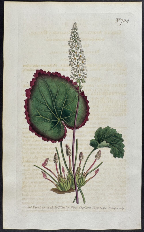 Carolina Galax