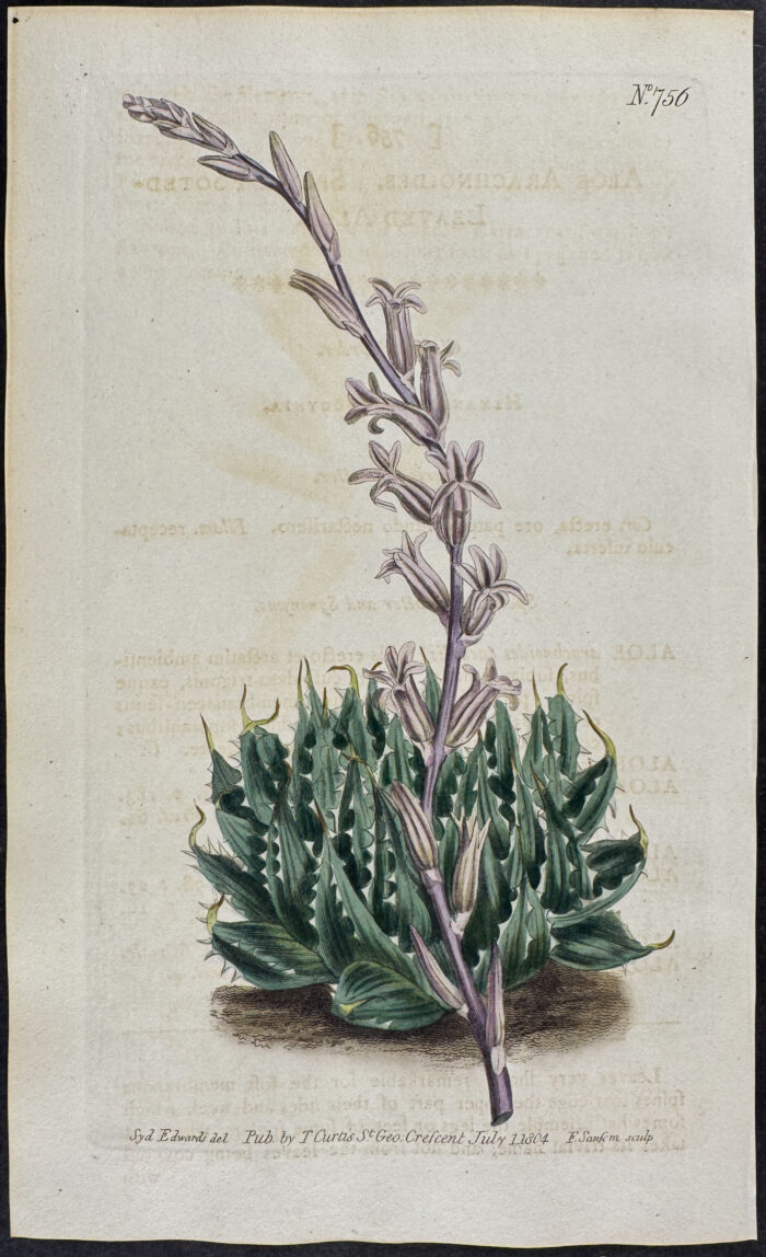 Spider-footed-leaved Aloe