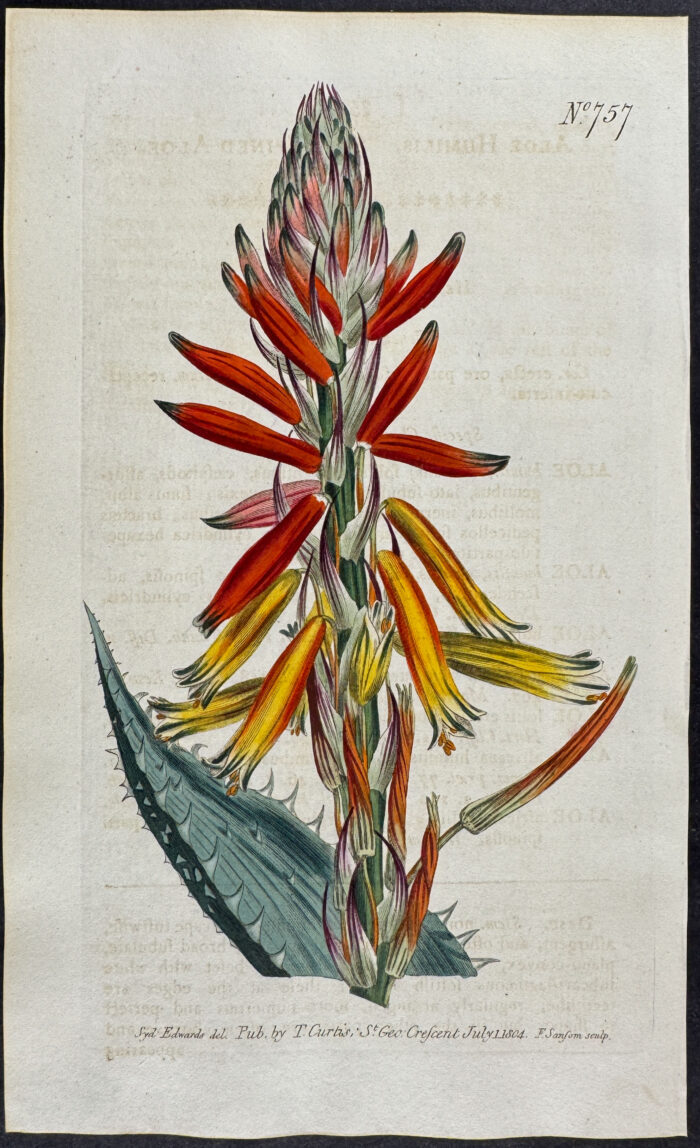 Soft-spined Aloe