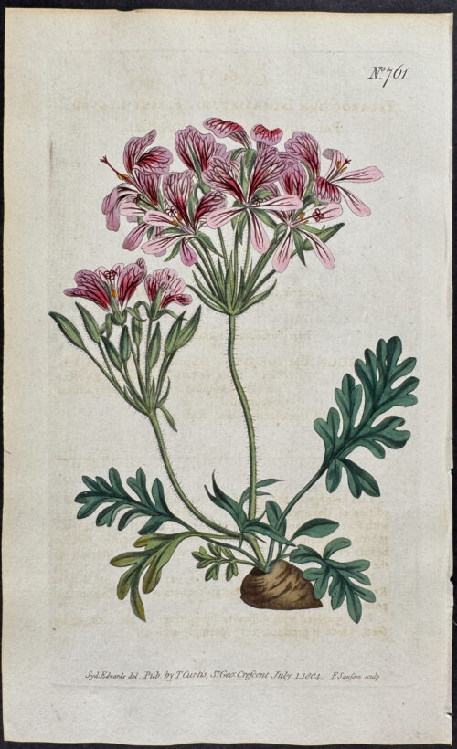 Fleshy-leaved Pelargonium, or Crane's-bill