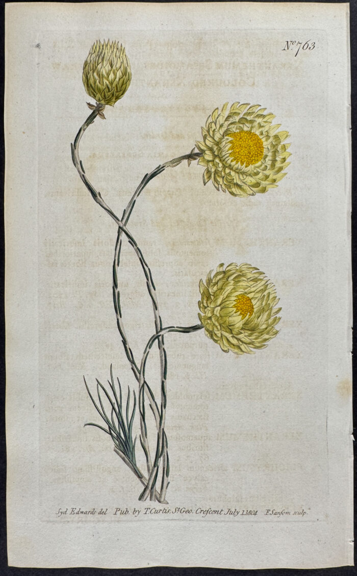 Staw-coloured Xeranthemum