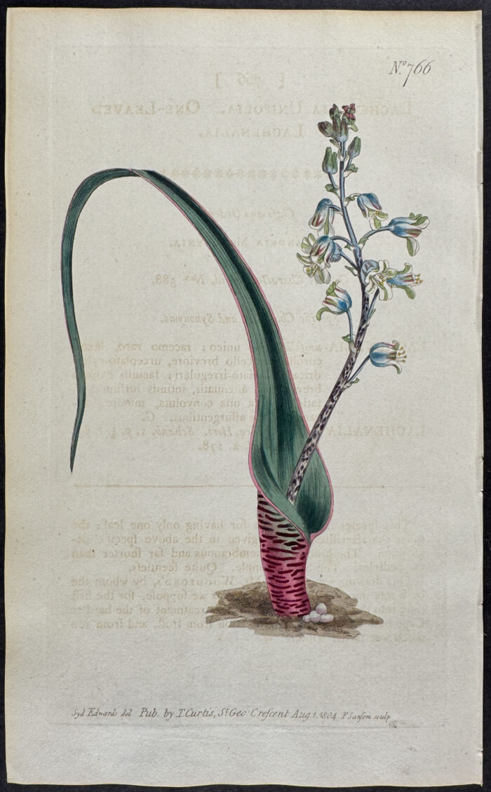 One-leaved Lachenalia