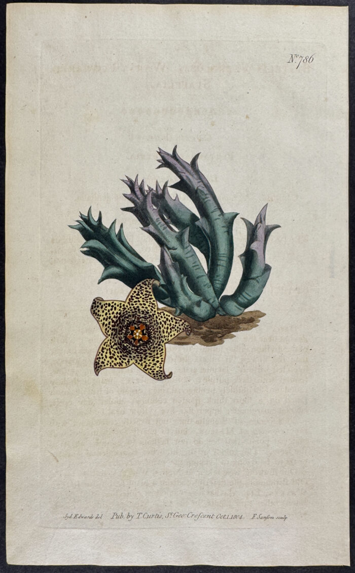 Warty-Flowered Stapelia or Carrion Flower