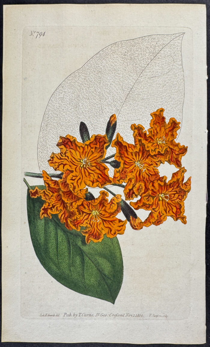 Rough-leaved Cordia