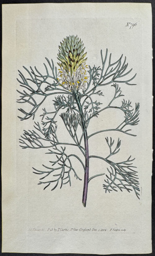 Fennel-Leaved Portea