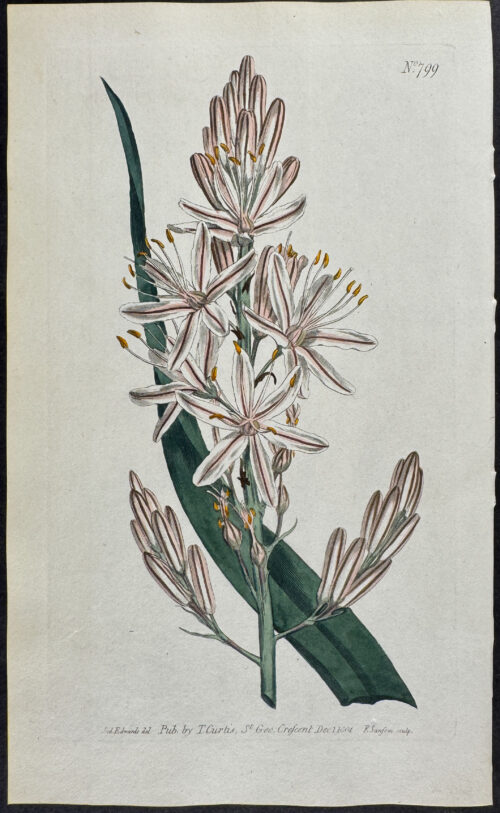 Branched Asphodel, or Kingspear