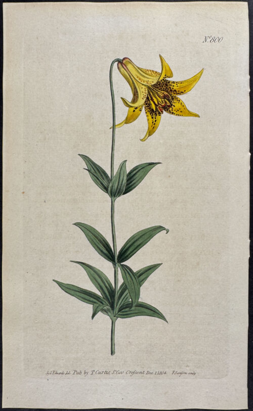 Canadian Lily