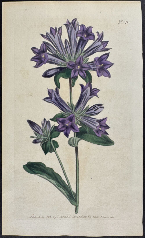 Clustered Bell-Flower