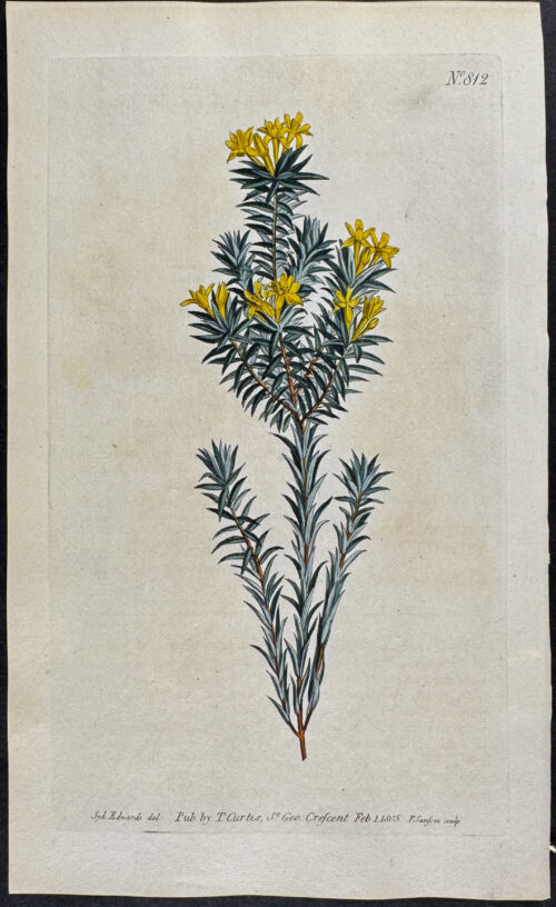 Flax-leaved Gnidia
