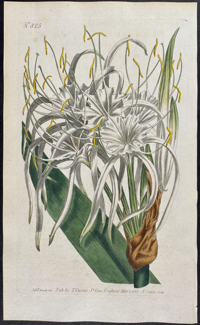 Lesser Sea-shore Pancratium