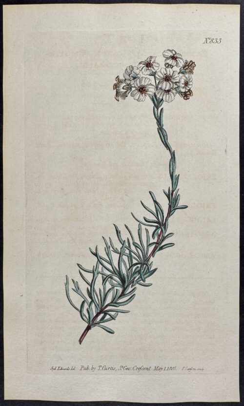 Cluster-leaved Eriocephalus