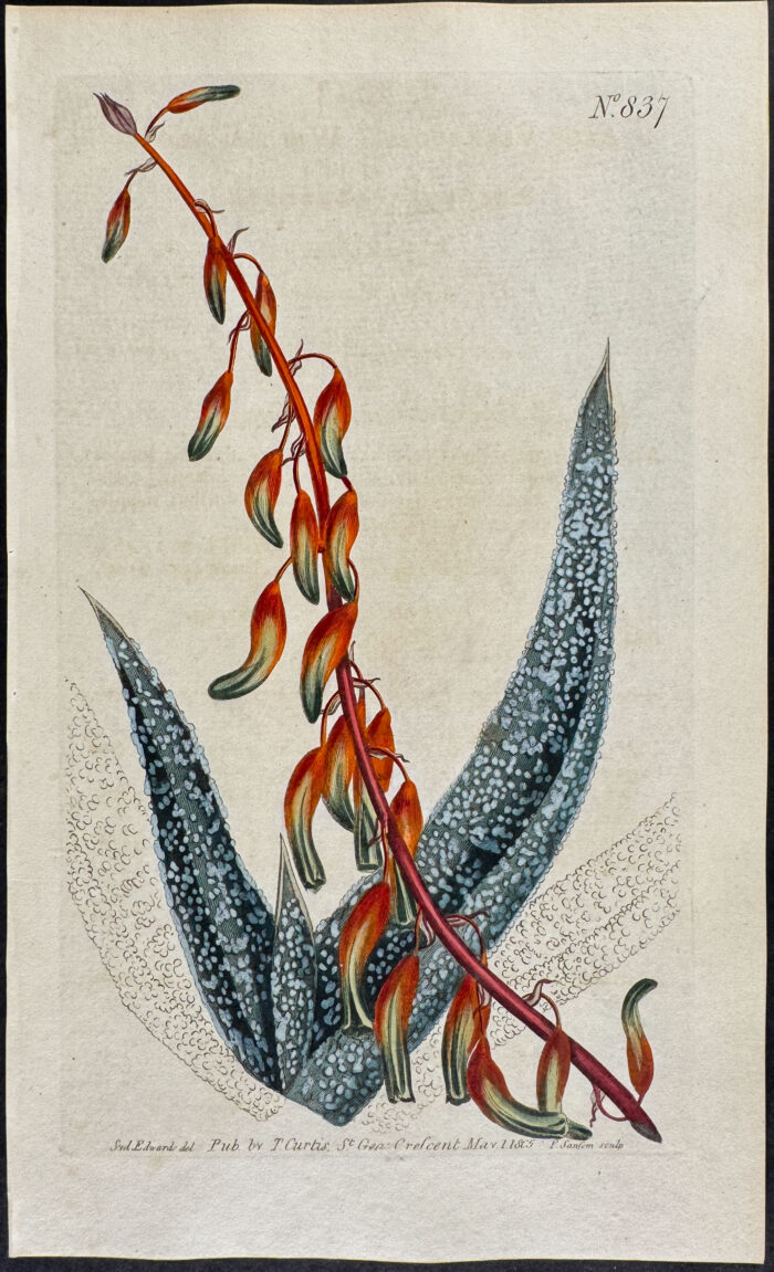 Warted Aloe