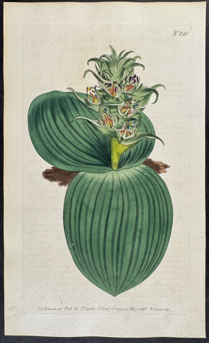 Two-leaved Eucomis