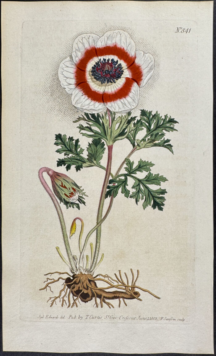 Poppy Anemone
