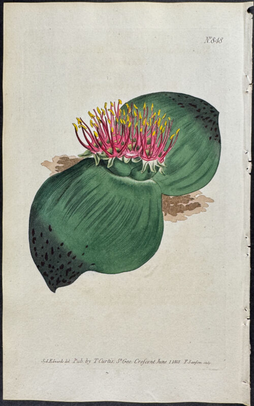 Broad-leaved Massonia