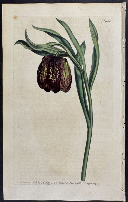 Broad-leaved Fritillaria