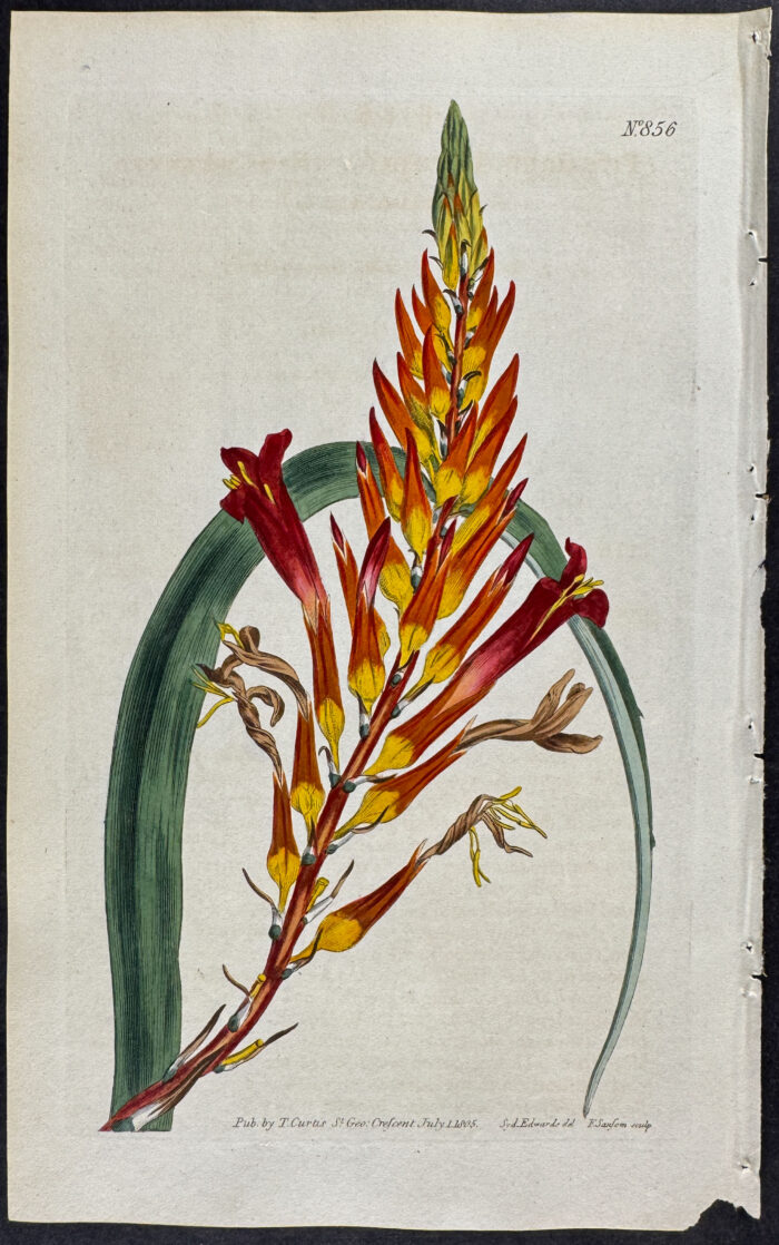 Broad-leaved Pitcairnia