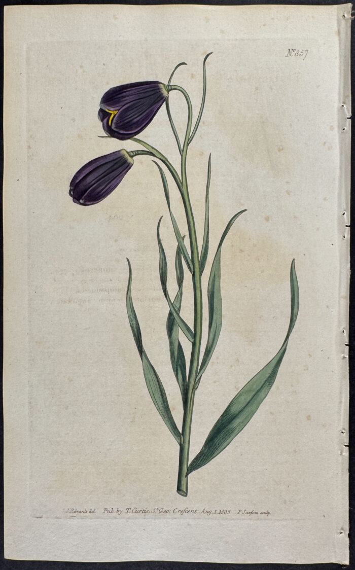 Violet-flowered Fritillary
