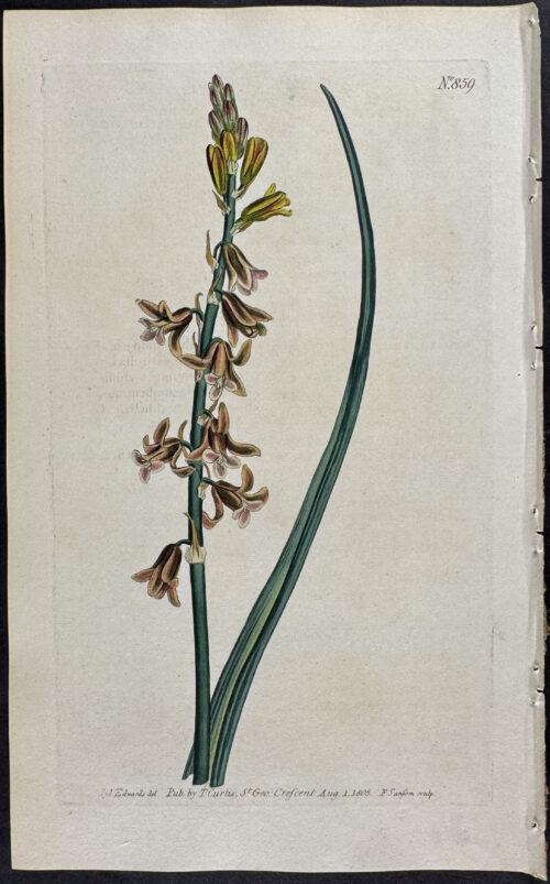 Brown-Flowered Squil