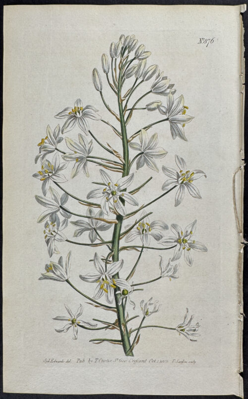 Broad-leaved star of Bethlehem