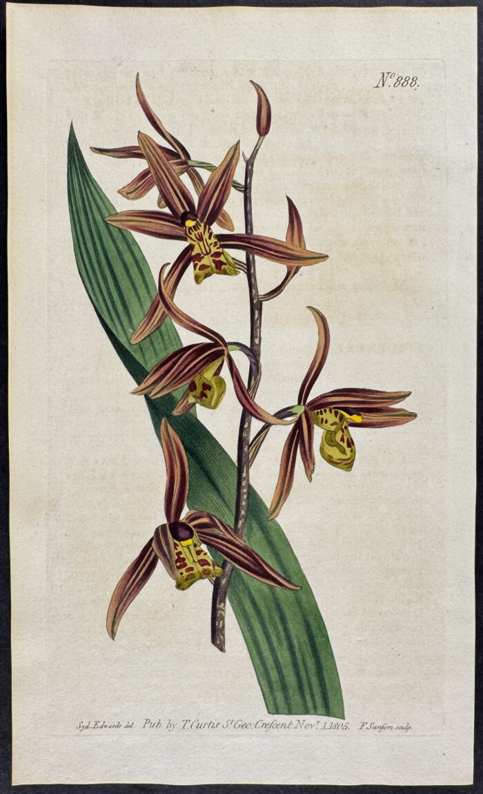Chinese Epidendrum