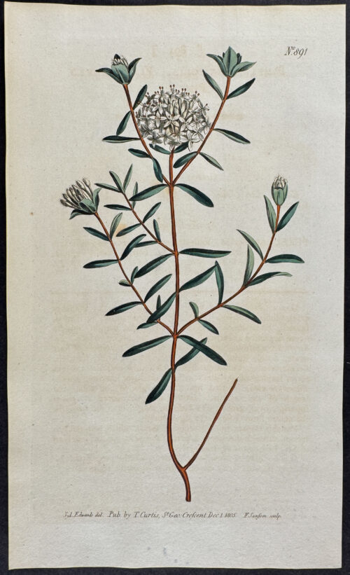Flax-leaved Primelea