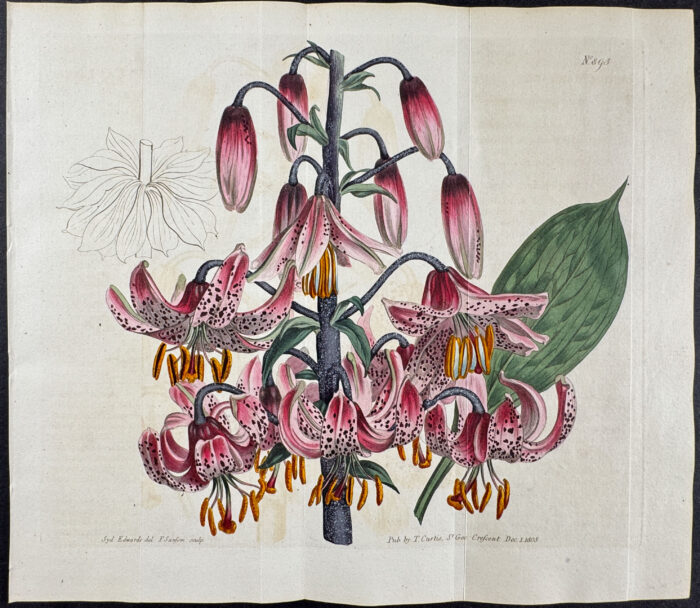 Turk's-Cap Lily