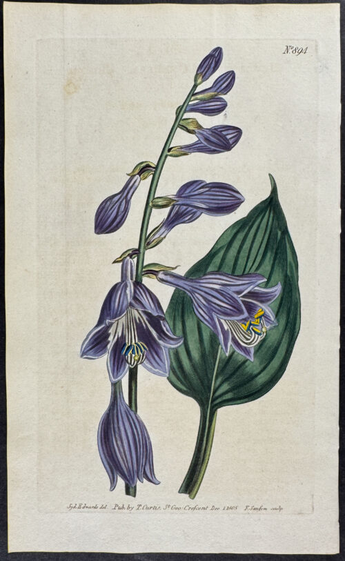Chinese Day-Lily