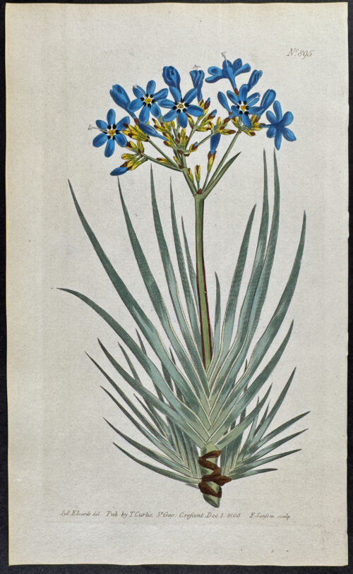 Corymbose Witsenia